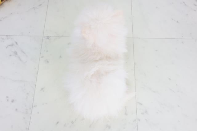 2025年8月21日生まれのポメラニアンの4枚目の写真