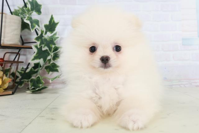 山口県のポメラニアン (Coo&RIKUサンパークあじす店/2025年8月21日生まれ/女の子/クリーム)の子犬