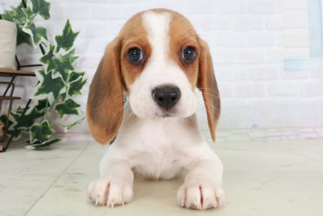 大阪府のビーグル (Coo&RIKU枚方店/2025年8月22日生まれ/男の子/ハウンドカラー)の子犬の1枚目の画像