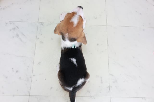 大阪府のビーグル (Coo&RIKU枚方店/2025年8月22日生まれ/男の子/ハウンドカラー)の子犬の4枚目の画像