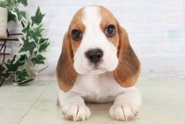 大阪府のビーグル (Coo&RIKU阿倍野店/2025年8月22日生まれ/男の子/ハウンドカラー)の子犬の1枚目の画像