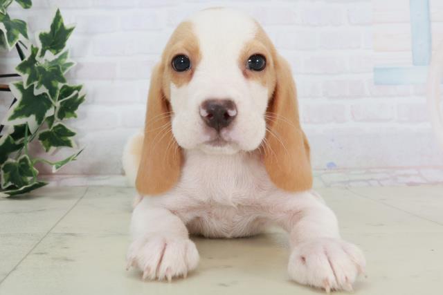 奈良県のビーグル (Coo&RIKU奈良新庄店/2025年8月22日生まれ/男の子/レモンホワイト)の子犬の1枚目の画像