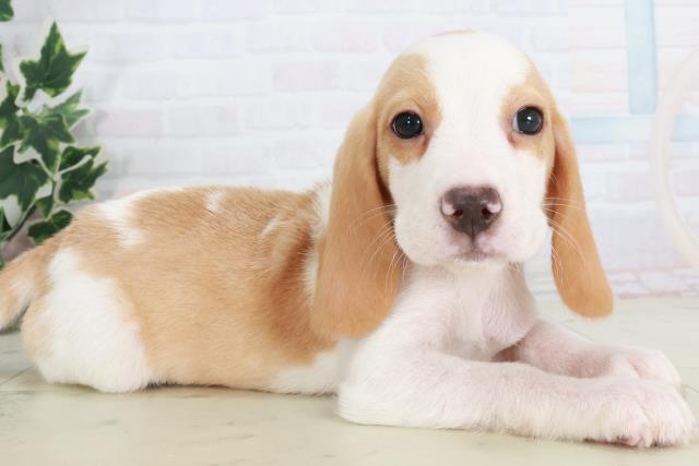 奈良県のビーグル (Coo&RIKU奈良新庄店/2025年8月22日生まれ/男の子/レモンホワイト)の子犬の2枚目の画像