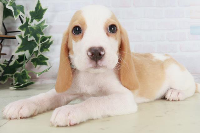 奈良県のビーグル (Coo&RIKU奈良新庄店/2025年8月22日生まれ/男の子/レモンホワイト)の子犬の3枚目の画像