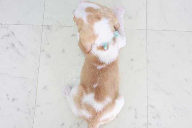 奈良県のビーグル (Coo&RIKU奈良新庄店/2025年8月22日生まれ/男の子/レモンホワイト)の子犬の4枚目の画像