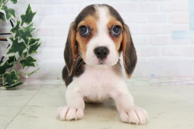 兵庫県のビーグル (Coo&RIKU三木店/2025年8月22日生まれ/女の子/ハウンドカラー)の子犬の1枚目の画像