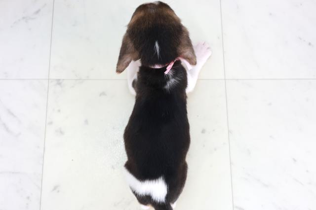 兵庫県のビーグル (Coo&RIKU三木店/2025年8月22日生まれ/女の子/ハウンドカラー)の子犬の4枚目の画像