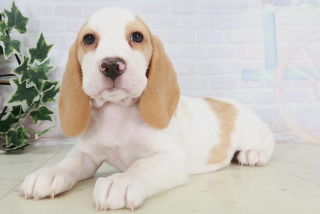 兵庫県のビーグル (Coo&RIKU丹波店/2025年8月22日生まれ/女の子/レモンホワイト)の子犬の3枚目の画像