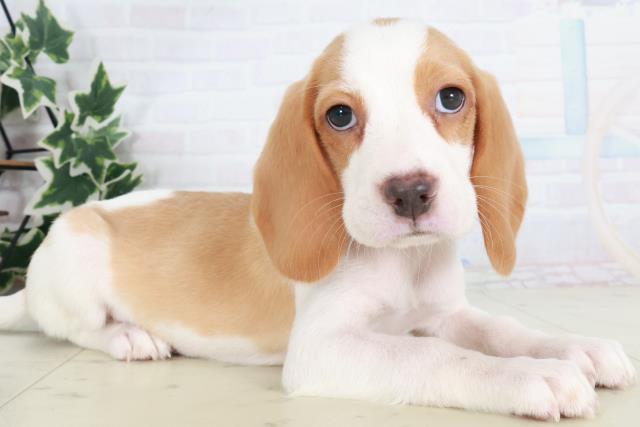 兵庫県のビーグル (Coo&RIKU神戸垂水店/2025年8月22日生まれ/女の子/レモンホワイト)の子犬の2枚目の画像