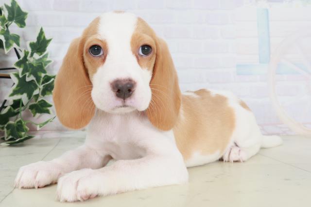 兵庫県のビーグル (Coo&RIKU神戸垂水店/2025年8月22日生まれ/女の子/レモンホワイト)の子犬の3枚目の画像