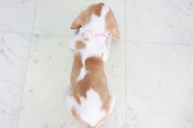兵庫県のビーグル (Coo&RIKU神戸垂水店/2025年8月22日生まれ/女の子/レモンホワイト)の子犬の4枚目の画像