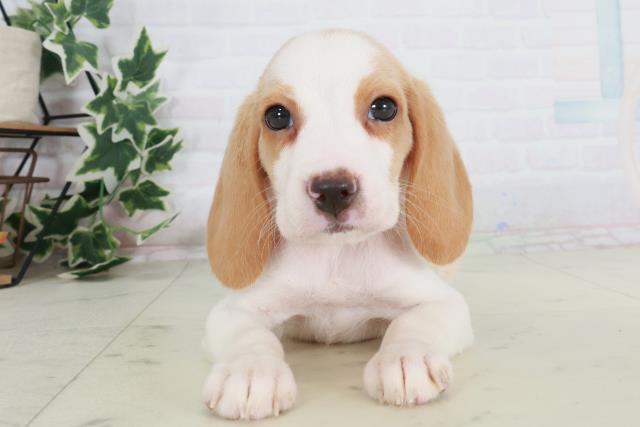 山口県のビーグル (Coo&RIKUサンパークあじす店/2025年8月22日生まれ/女の子/レモンホワイト)の子犬の1枚目の画像