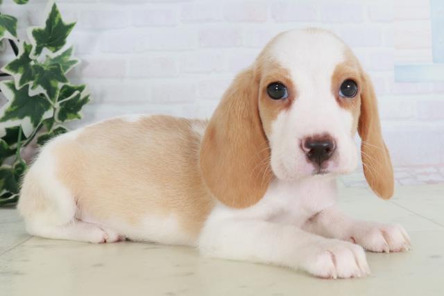 山口県のビーグル (Coo&RIKUサンパークあじす店/2025年8月22日生まれ/女の子/レモンホワイト)の子犬の2枚目の画像