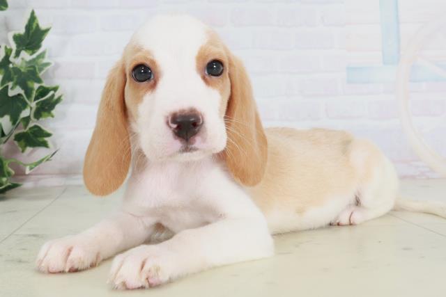 山口県のビーグル (Coo&RIKUサンパークあじす店/2025年8月22日生まれ/女の子/レモンホワイト)の子犬の3枚目の画像