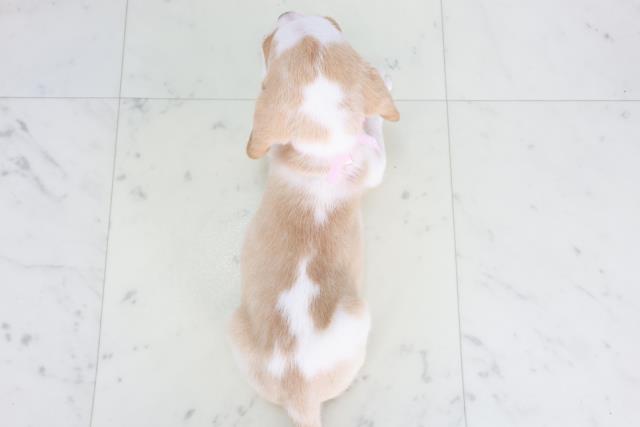 山口県のビーグル (Coo&RIKUサンパークあじす店/2025年8月22日生まれ/女の子/レモンホワイト)の子犬の4枚目の画像
