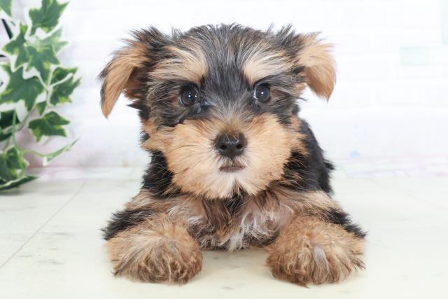 兵庫県のヨークシャーテリア (Coo&RIKU神戸垂水店/2025年8月22日生まれ/男の子/スチールブルータン)の子犬の1枚目の画像