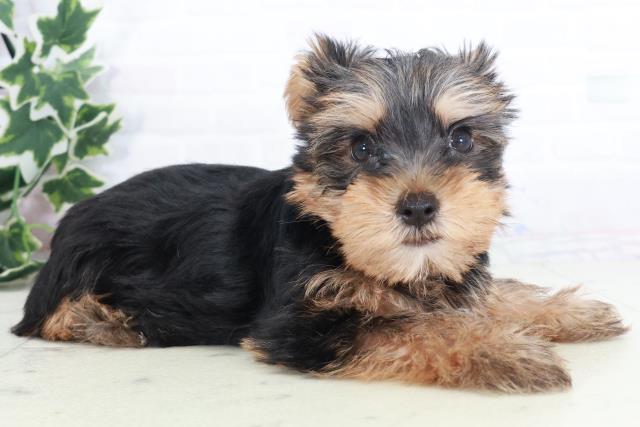 兵庫県のヨークシャーテリア (Coo&RIKU神戸垂水店/2025年8月22日生まれ/男の子/スチールブルータン)の子犬の2枚目の画像