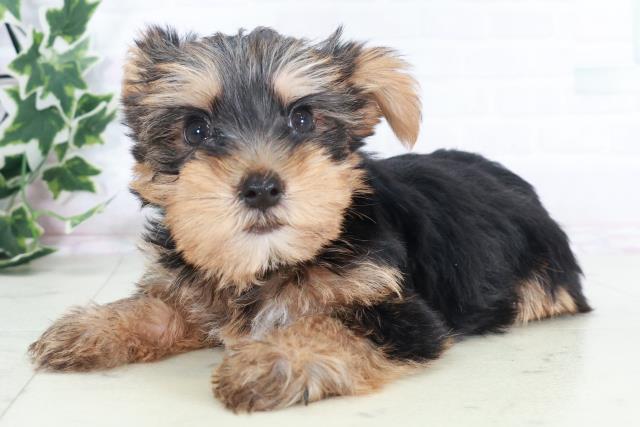 兵庫県のヨークシャーテリア (Coo&RIKU神戸垂水店/2025年8月22日生まれ/男の子/スチールブルータン)の子犬の3枚目の画像