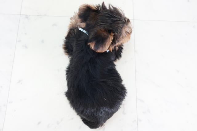 兵庫県のヨークシャーテリア (Coo&RIKU神戸垂水店/2025年8月22日生まれ/男の子/スチールブルータン)の子犬の4枚目の画像