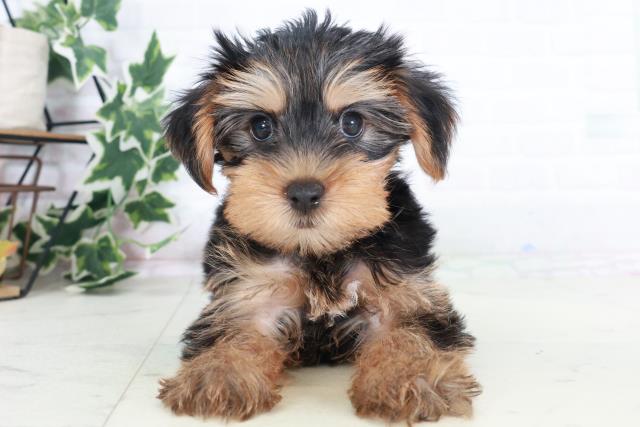 滋賀県のヨークシャーテリア (Coo&RIKUアヤハディオ水口店/2025年8月22日生まれ/男の子/スチールブルータン)の子犬の1枚目の画像