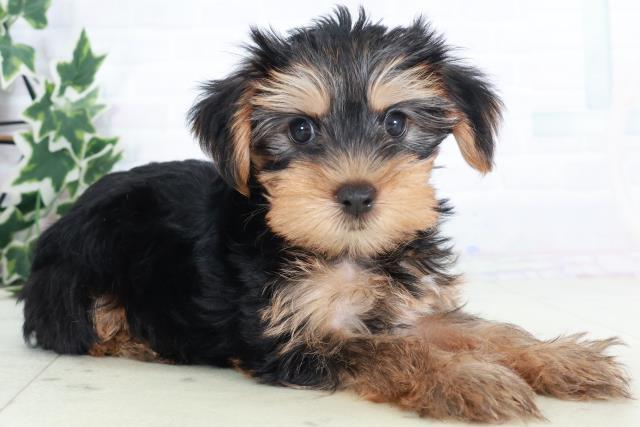 滋賀県のヨークシャーテリア (Coo&RIKUアヤハディオ水口店/2025年8月22日生まれ/男の子/スチールブルータン)の子犬の2枚目の画像