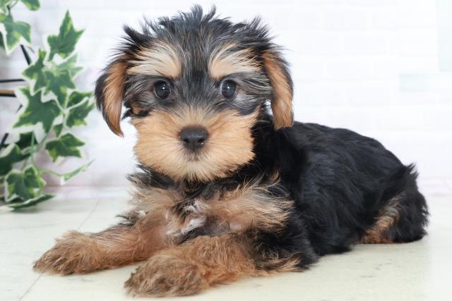 滋賀県のヨークシャーテリア (Coo&RIKUアヤハディオ水口店/2025年8月22日生まれ/男の子/スチールブルータン)の子犬の3枚目の画像