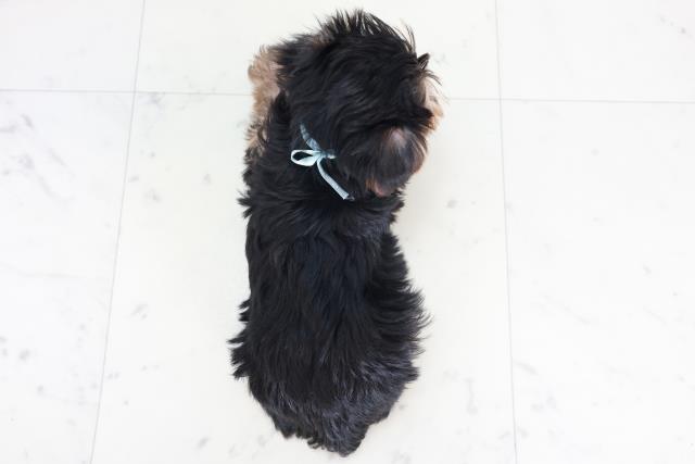 滋賀県のヨークシャーテリア (Coo&RIKUアヤハディオ水口店/2025年8月22日生まれ/男の子/スチールブルータン)の子犬の4枚目の画像