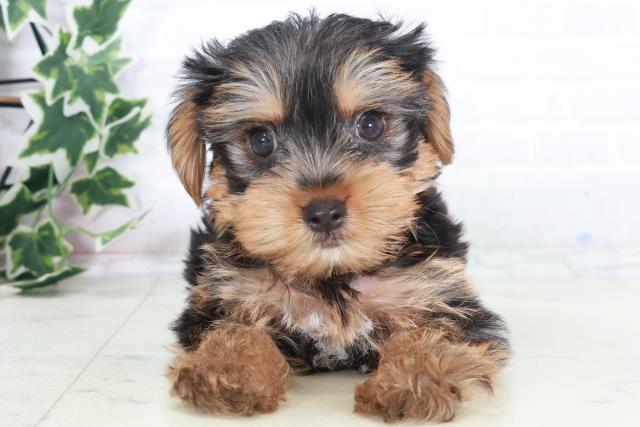 兵庫県のヨークシャーテリア (Coo&RIKU神戸東灘店/2025年8月22日生まれ/男の子/スチールブルータン)の子犬の1枚目の画像