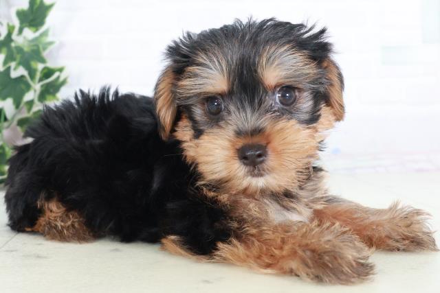 兵庫県のヨークシャーテリア (Coo&RIKU神戸東灘店/2025年8月22日生まれ/男の子/スチールブルータン)の子犬の2枚目の画像