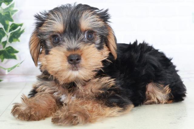 兵庫県のヨークシャーテリア (Coo&RIKU神戸東灘店/2025年8月22日生まれ/男の子/スチールブルータン)の子犬の3枚目の画像