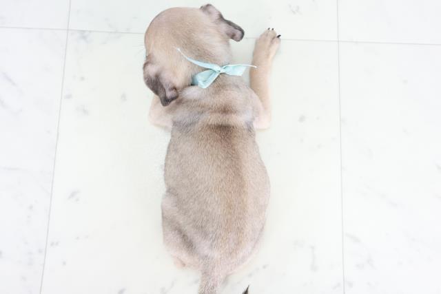 大阪府のパグ (Coo&RIKU枚方店/2025年8月22日生まれ/男の子/フォーン)の子犬の4枚目の画像