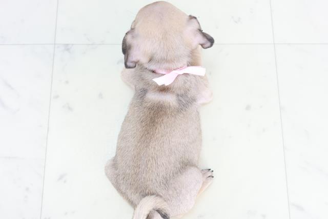 滋賀県のパグ (Coo&RIKUアヤハディオ水口店/2025年8月22日生まれ/女の子/フォーン)の子犬の4枚目の画像
