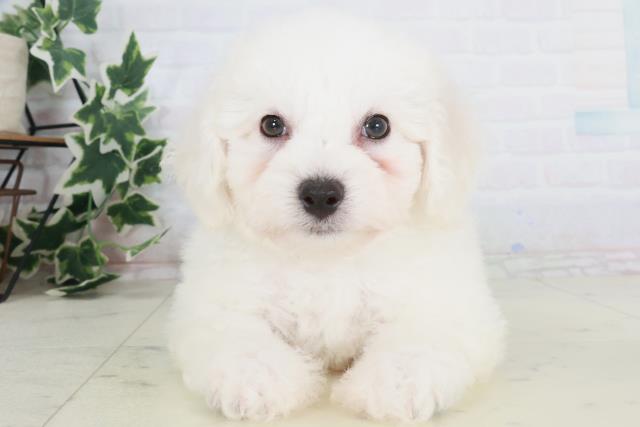 兵庫県のビションフリーゼ (Coo&RIKU姫路店/2025年8月24日生まれ/男の子/ホワイト)の子犬の1枚目の画像