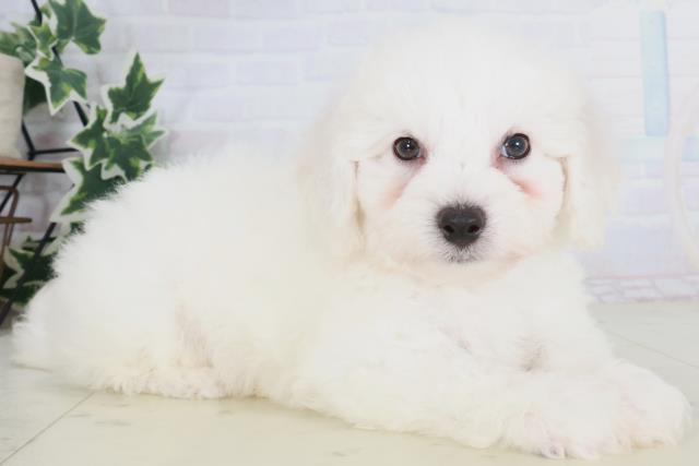 兵庫県のビションフリーゼ (Coo&RIKU姫路店/2025年8月24日生まれ/男の子/ホワイト)の子犬の2枚目の画像