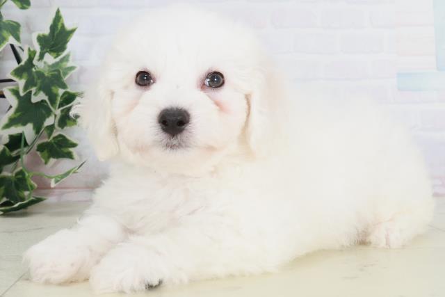 兵庫県のビションフリーゼ (Coo&RIKU姫路店/2025年8月24日生まれ/男の子/ホワイト)の子犬の3枚目の画像