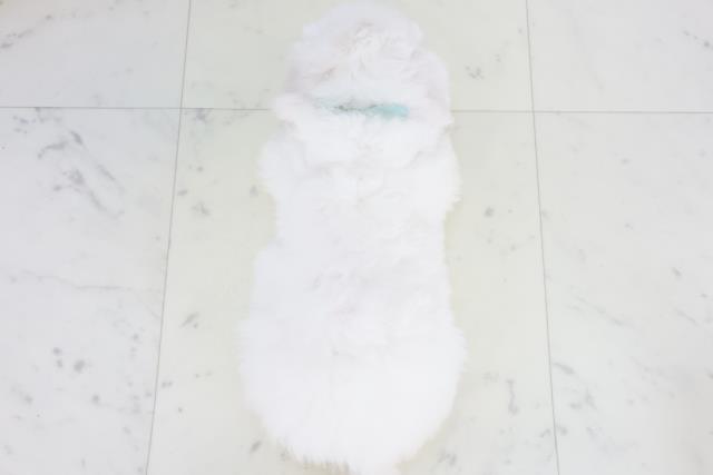 兵庫県のビションフリーゼ (Coo&RIKU姫路店/2025年8月24日生まれ/男の子/ホワイト)の子犬の4枚目の画像