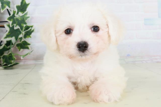 大阪府のビションフリーゼ (Coo&RIKU和泉店/2025年8月24日生まれ/男の子/ホワイト)の子犬の1枚目の画像
