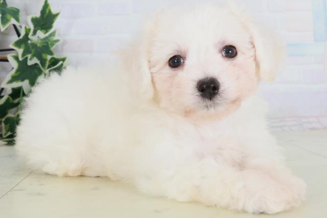 大阪府のビションフリーゼ (Coo&RIKU和泉店/2025年8月24日生まれ/男の子/ホワイト)の子犬の2枚目の画像