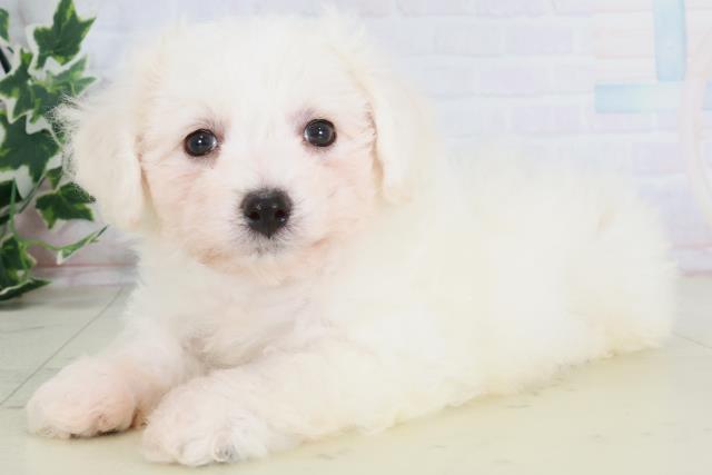 大阪府のビションフリーゼ (Coo&RIKU和泉店/2025年8月24日生まれ/男の子/ホワイト)の子犬の3枚目の画像