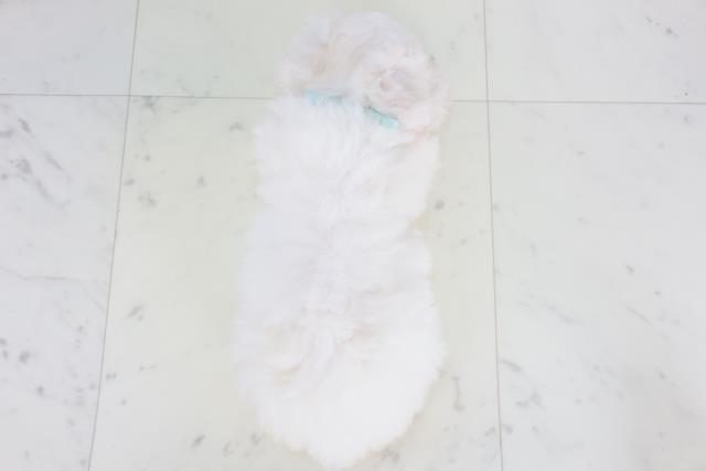 大阪府のビションフリーゼ (Coo&RIKU和泉店/2025年8月24日生まれ/男の子/ホワイト)の子犬の4枚目の画像