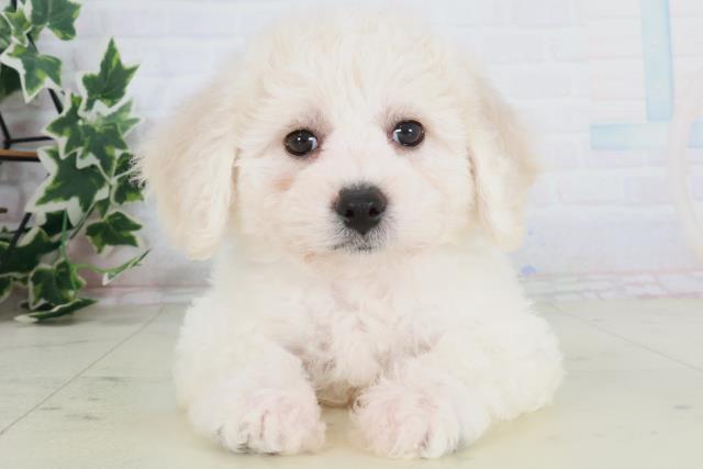 和歌山県のビションフリーゼ (Coo&RIKU和歌山店/2025年8月24日生まれ/女の子/ホワイト)の子犬の1枚目の画像