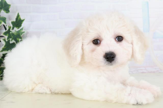 和歌山県のビションフリーゼ (Coo&RIKU和歌山店/2025年8月24日生まれ/女の子/ホワイト)の子犬の2枚目の画像