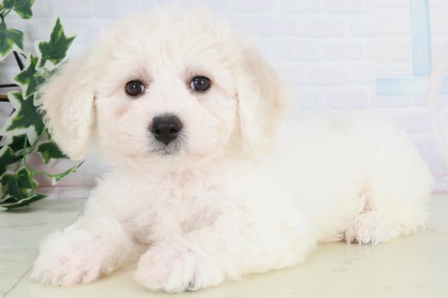 和歌山県のビションフリーゼ (Coo&RIKU和歌山店/2025年8月24日生まれ/女の子/ホワイト)の子犬の3枚目の画像