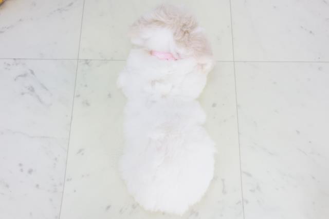 和歌山県のビションフリーゼ (Coo&RIKU和歌山店/2025年8月24日生まれ/女の子/ホワイト)の子犬の4枚目の画像