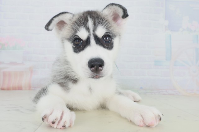 兵庫県のシベリアンハスキー (Coo&RIKU姫路店/2025年8月20日生まれ/男の子/シルバーホワイト)の子犬の1枚目の画像