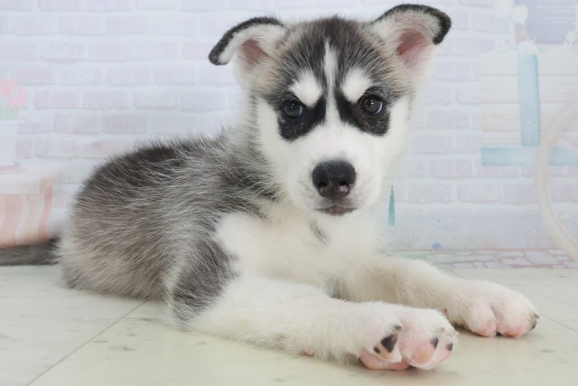 兵庫県のシベリアンハスキー (Coo&RIKU姫路店/2025年8月20日生まれ/男の子/シルバーホワイト)の子犬の2枚目の画像