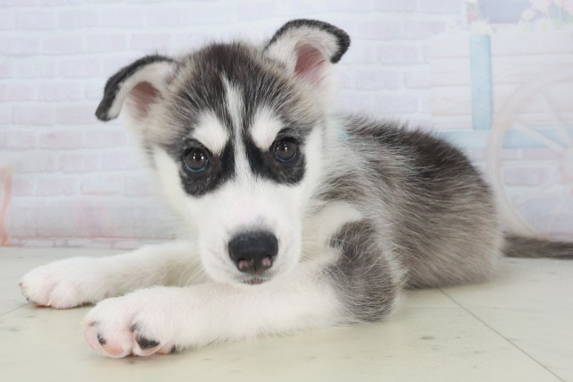 兵庫県のシベリアンハスキー (Coo&RIKU姫路店/2025年8月20日生まれ/男の子/シルバーホワイト)の子犬の3枚目の画像