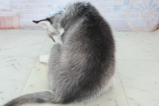 兵庫県のシベリアンハスキー (Coo&RIKU姫路店/2025年8月20日生まれ/男の子/シルバーホワイト)の子犬の4枚目の画像