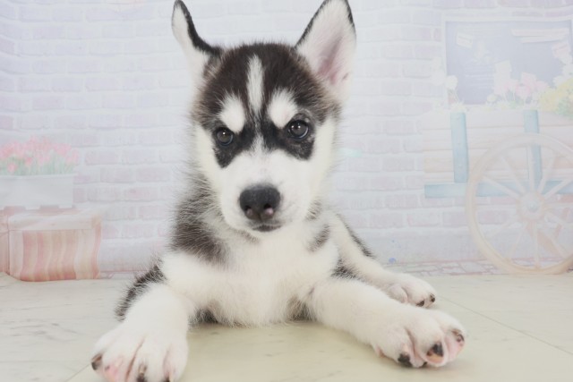 奈良県のシベリアンハスキー (Coo&RIKU奈良新庄店/2025年8月20日生まれ/男の子/ブラックホワイト)の子犬の1枚目の画像