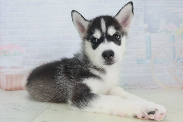 奈良県のシベリアンハスキー (Coo&RIKU奈良新庄店/2025年8月20日生まれ/男の子/ブラックホワイト)の子犬の2枚目の画像